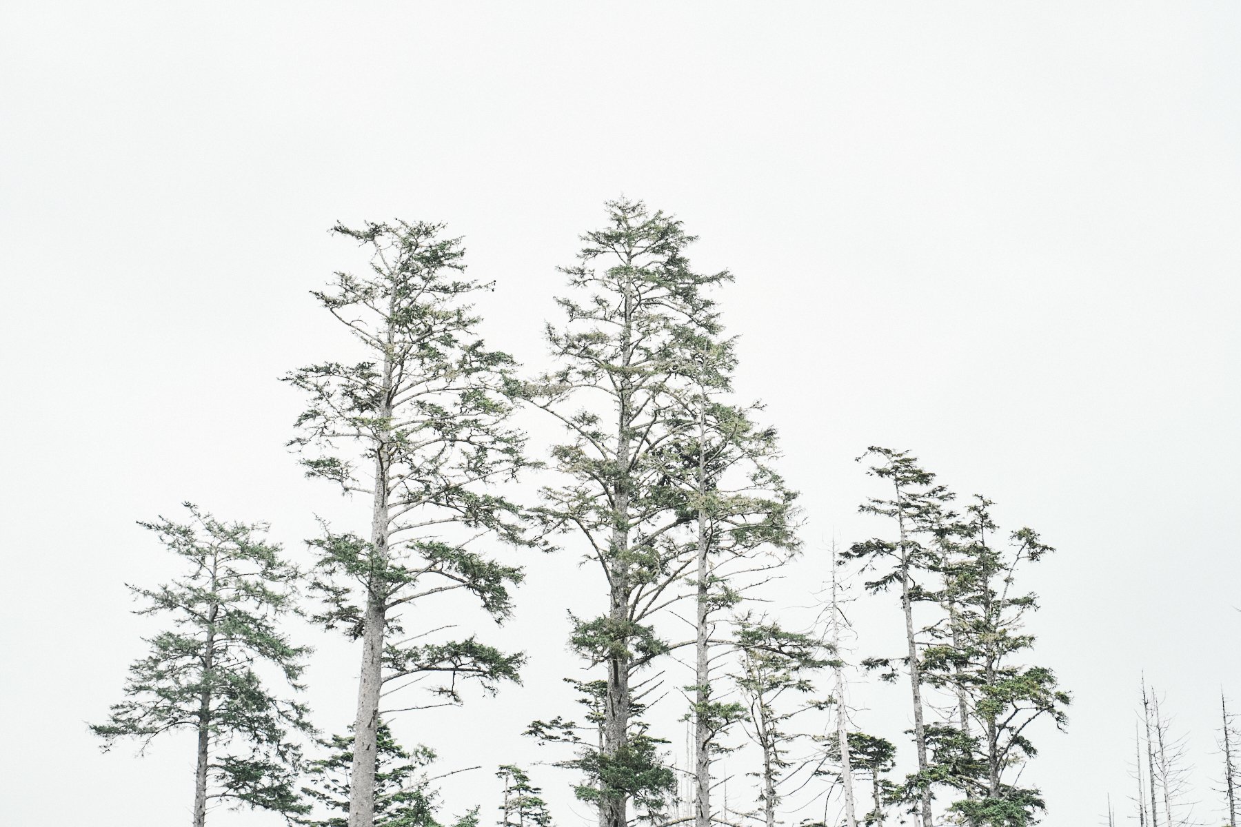 Tofino Cox Bay Pacific Sands