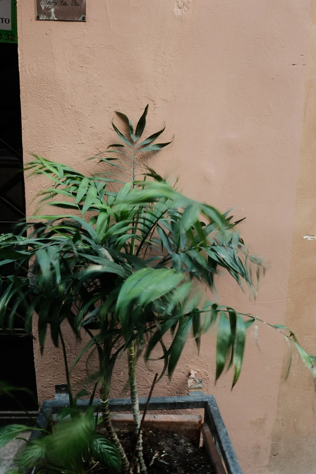 DSCF4818rome.jpg