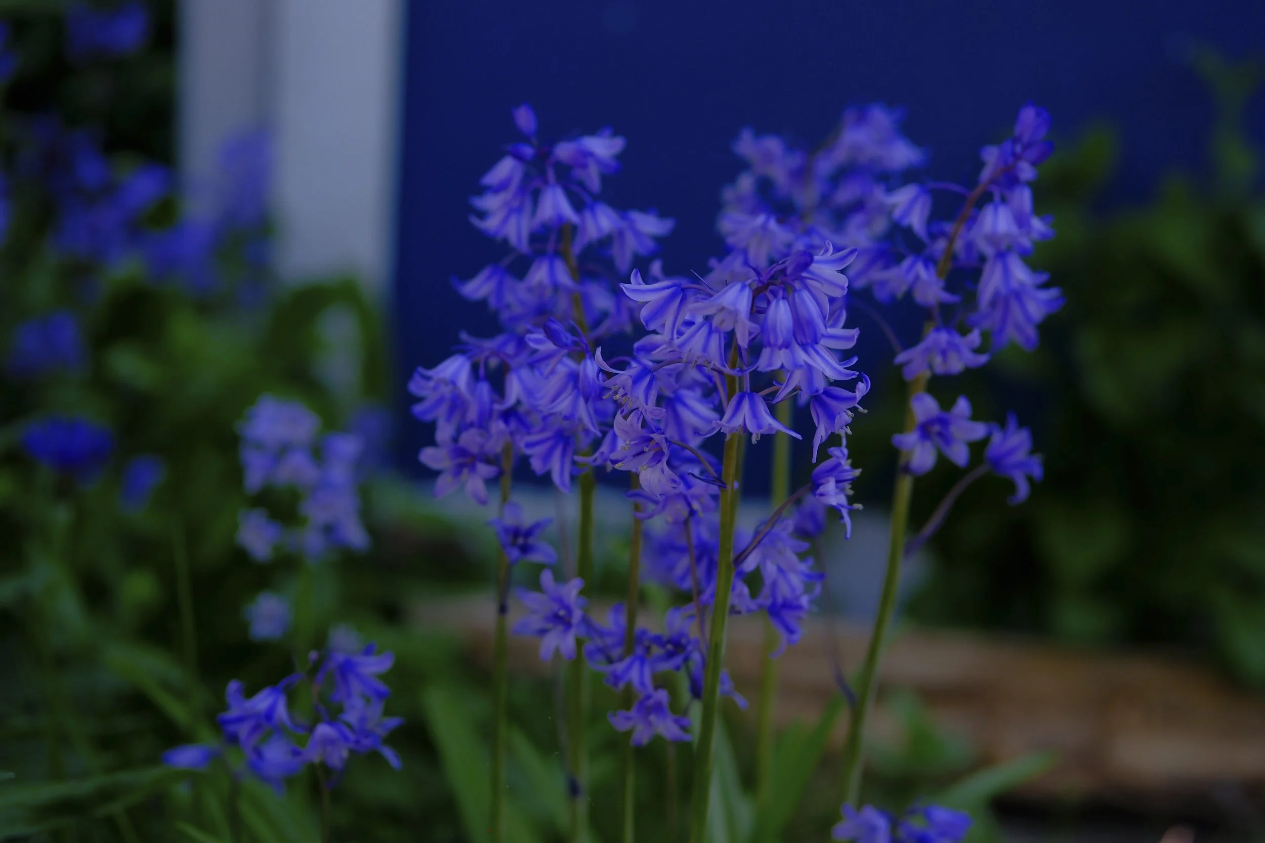 DSCF9767.jpg