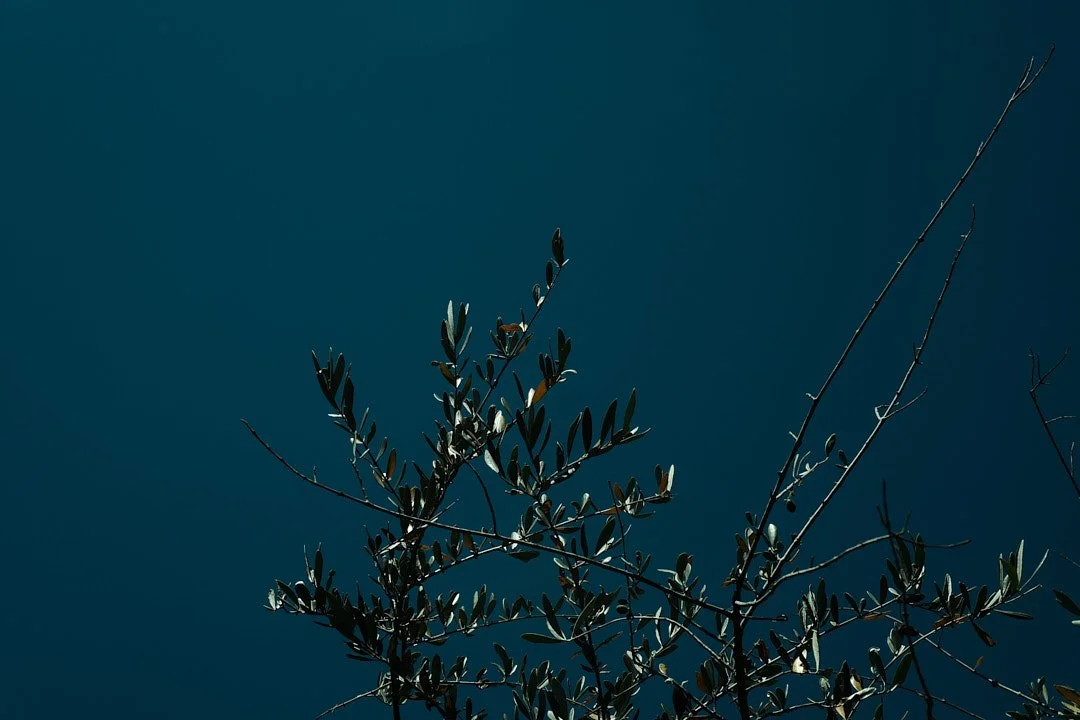 DSCF4805Il Pellicano.jpg