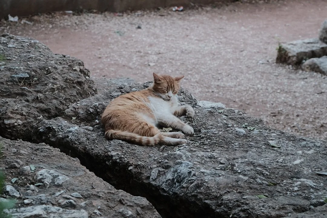 DSCF5338athens.jpg