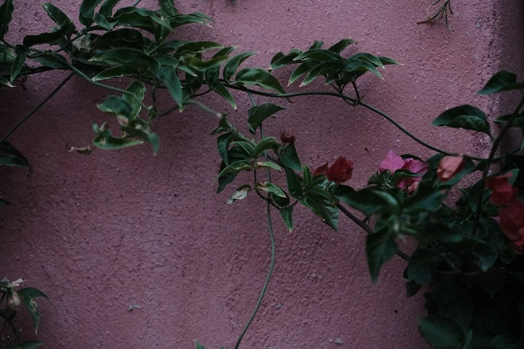 DSCF5347athens.jpg