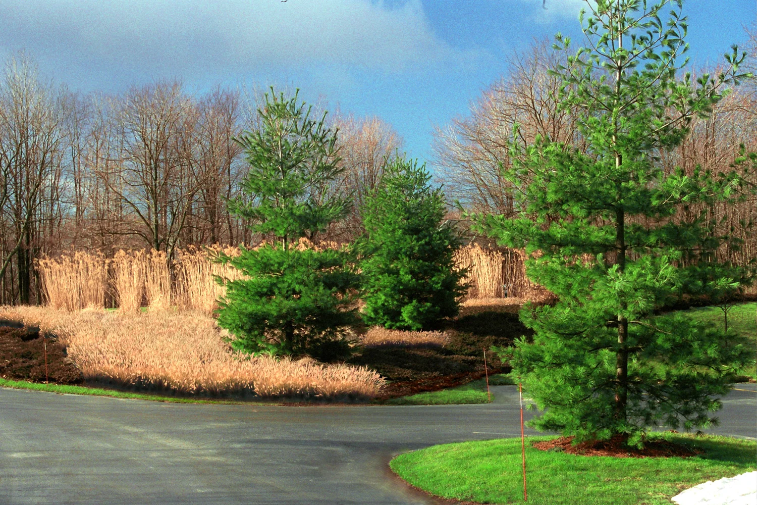 winter landscape design with ornamental grasses