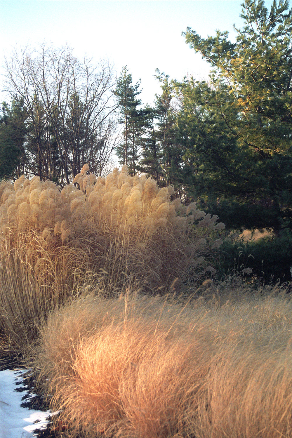 Winter Wheat Colored Ornamental Grasses