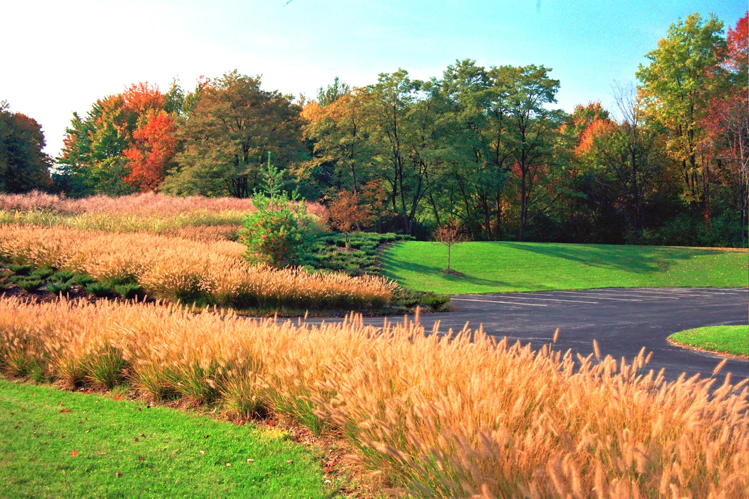 GeaCBMH-Grass Fall Color.jpg