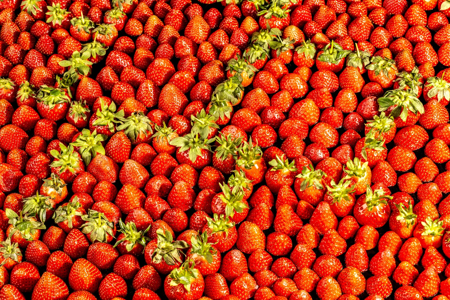 Strawberry Fields Forever.jpg