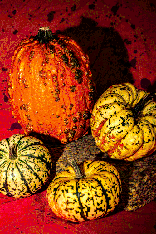 Gourd-Group-Animation_Web.gif