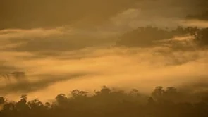 Rapid Inventory Program