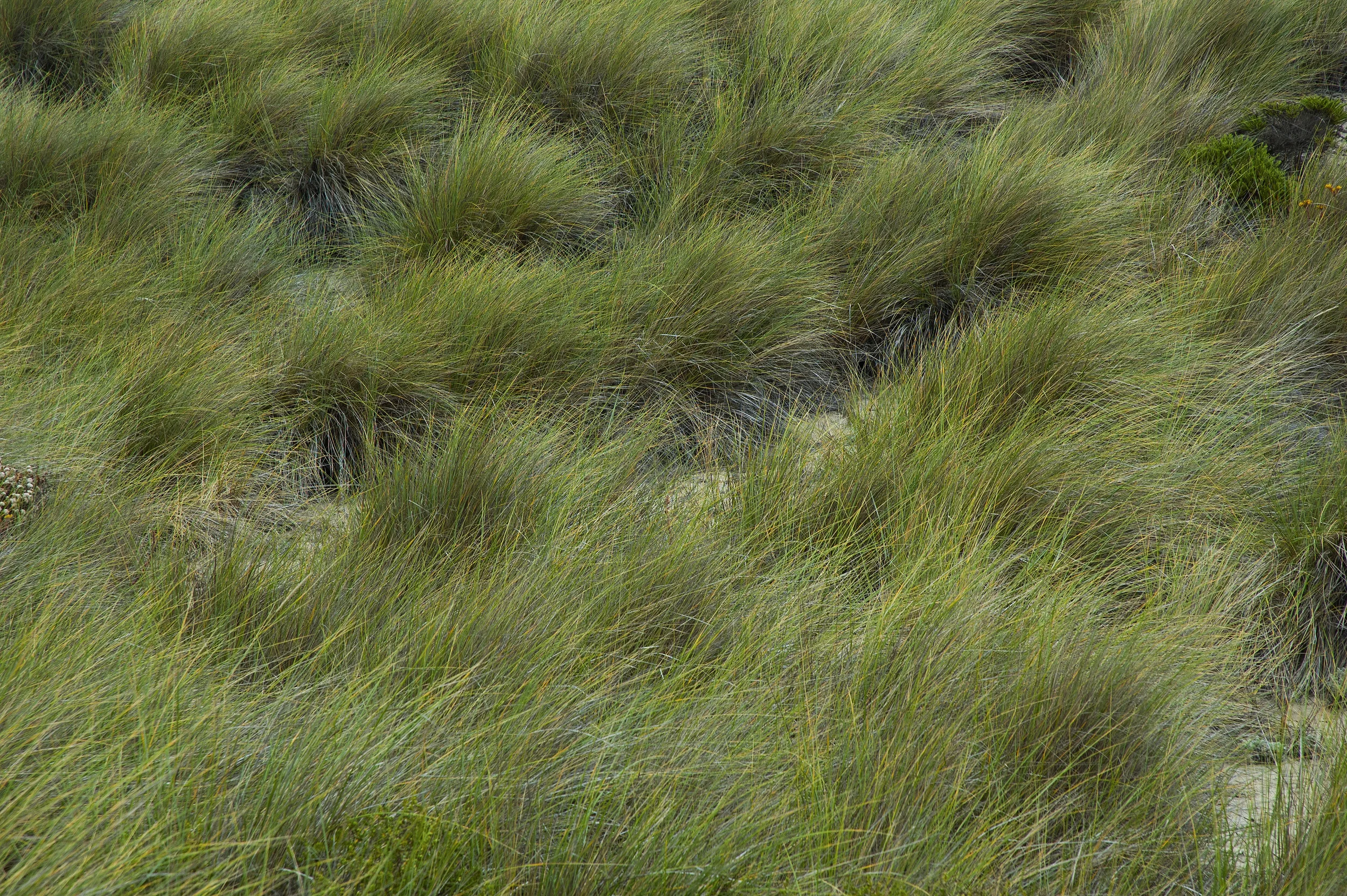 grass_1.jpg