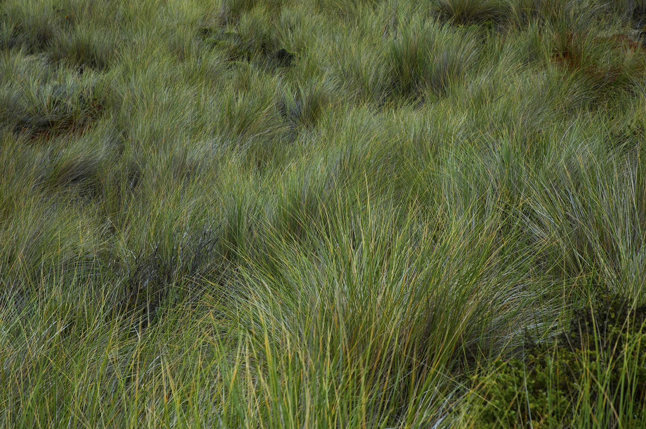 grass_2.jpg