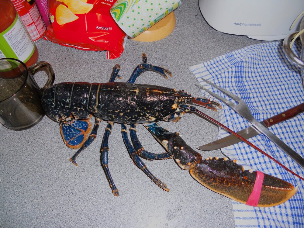 hochstein-design-askernish-ecology-seafood-lobster.jpg