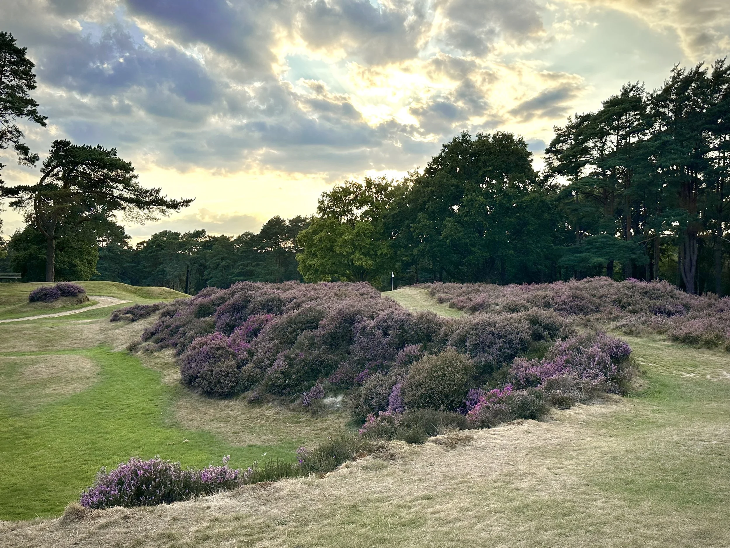 hochstein-design-royal-ashdown-forest-14-heather-broken-ground.jpeg