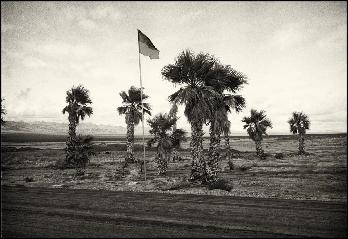 palms and flagsprint.jpg