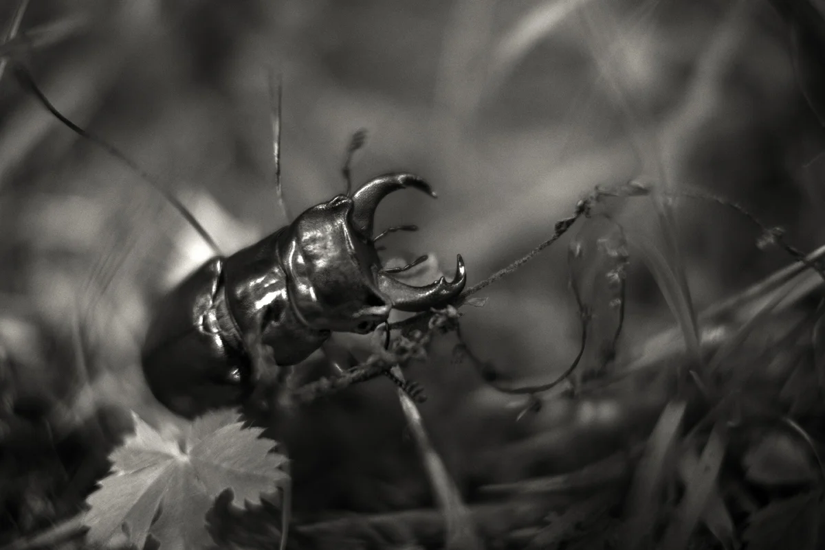 _1210162bw copy.jpg