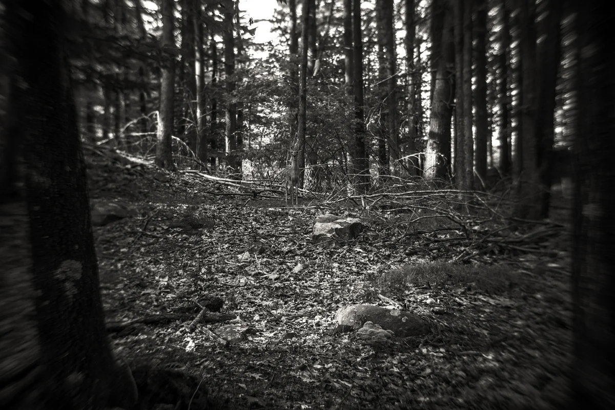 _1220041.jpg