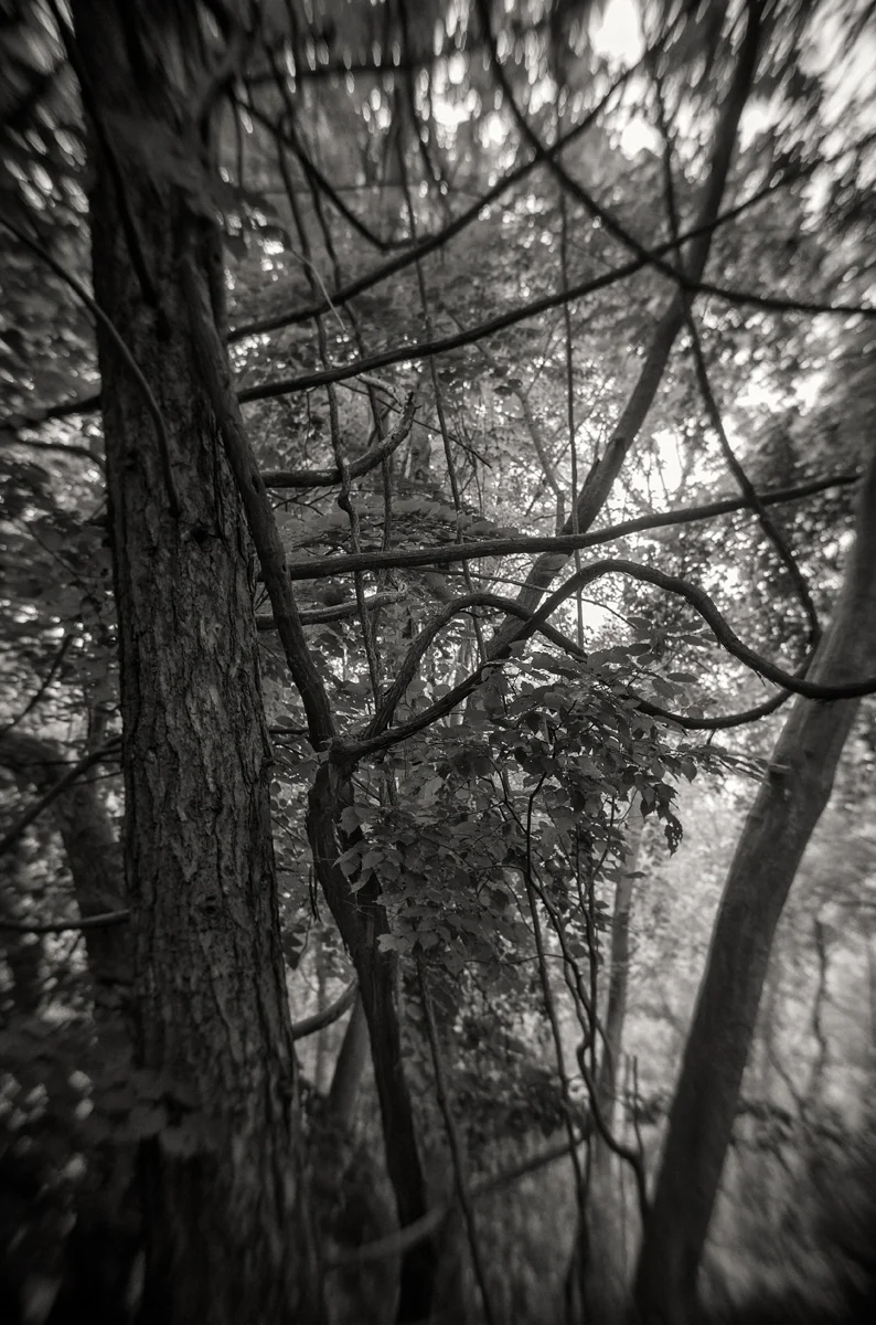 Vines2.jpg