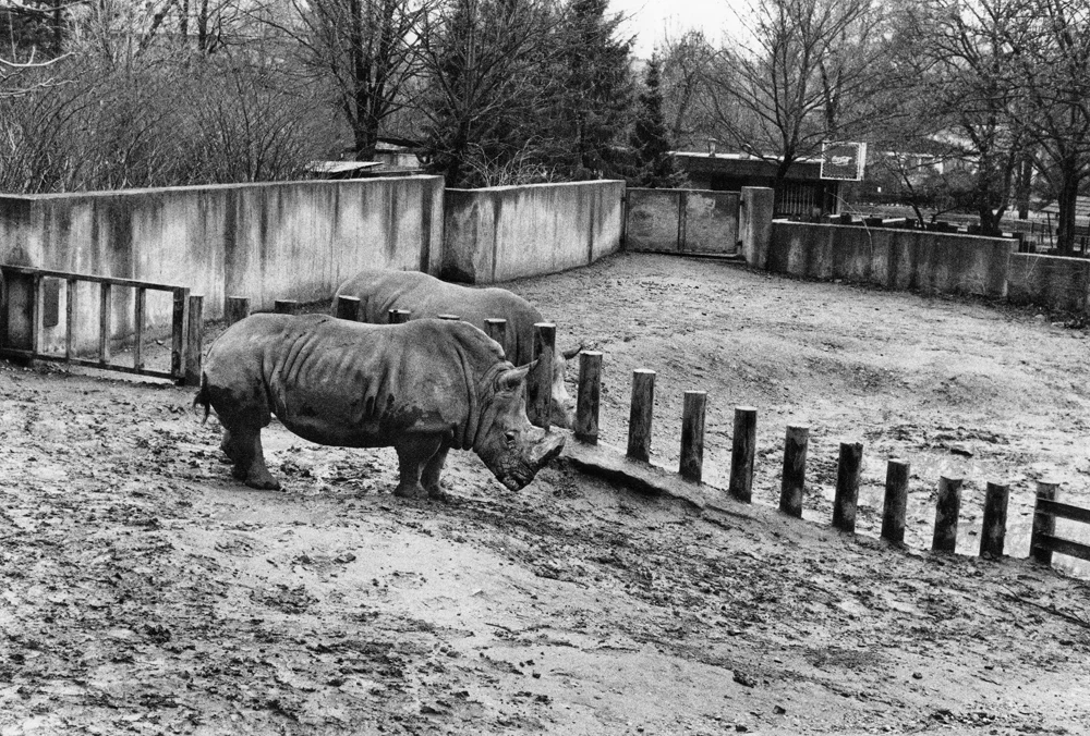 rhinos.jpg