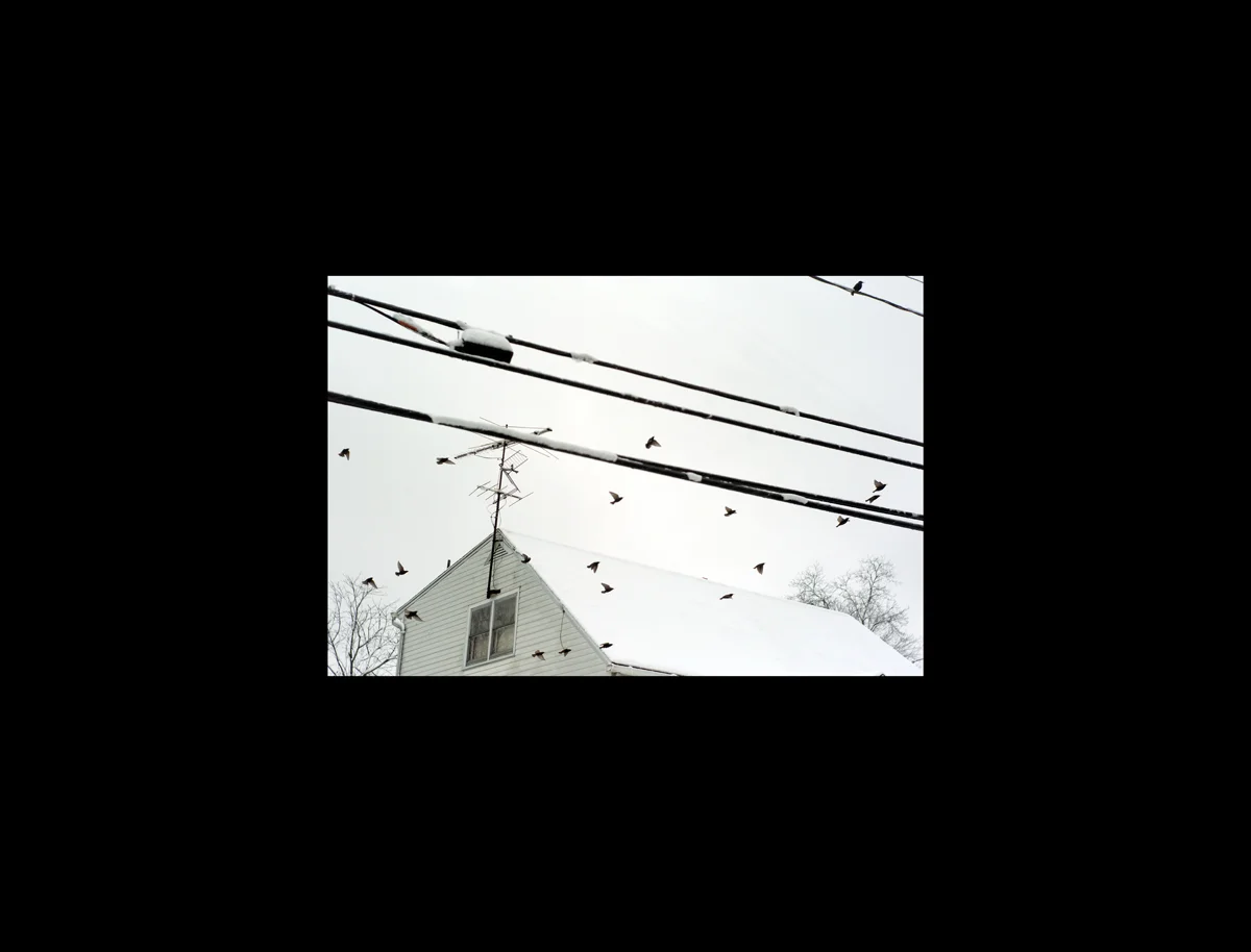 birds.jpg