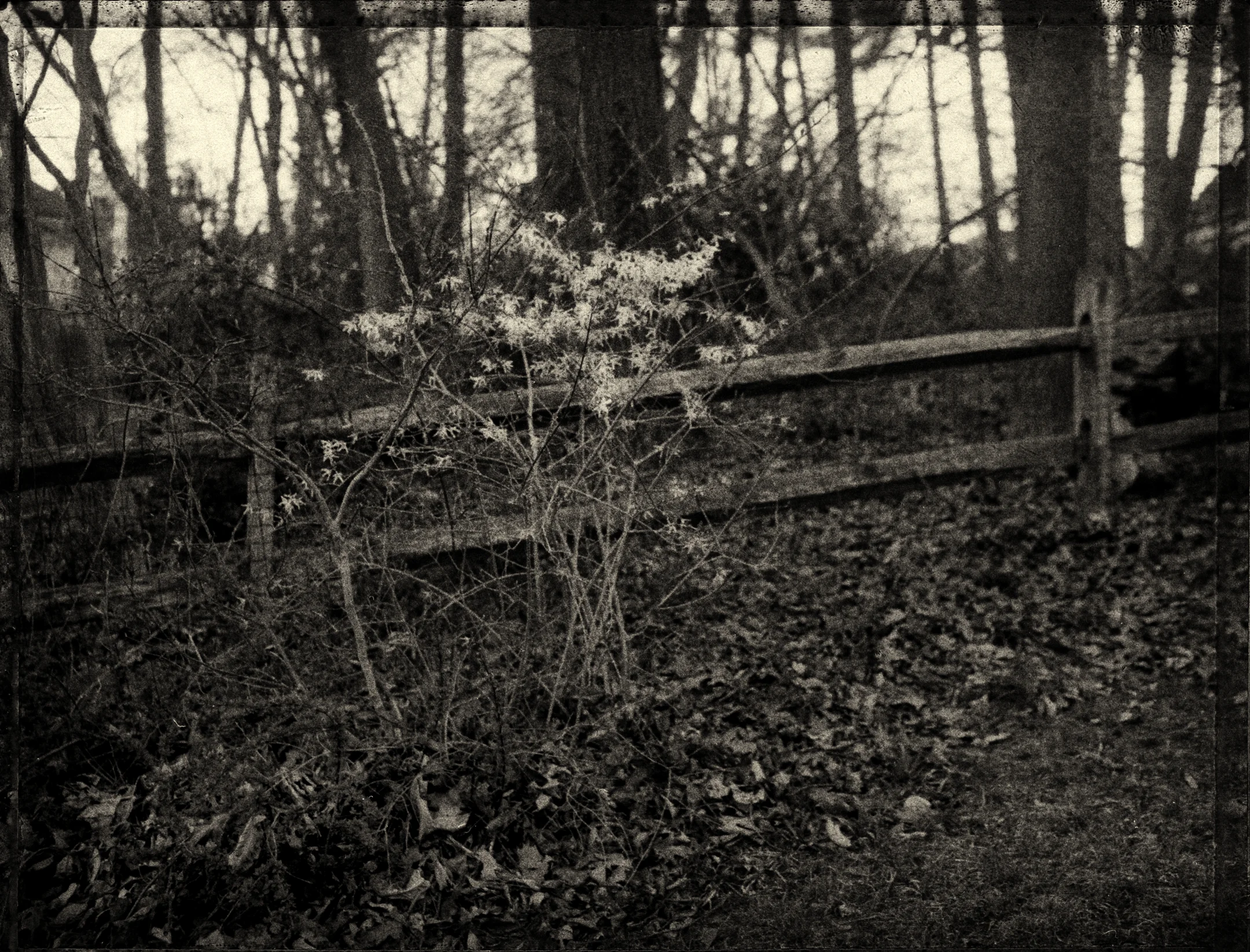 forsythia.jpg