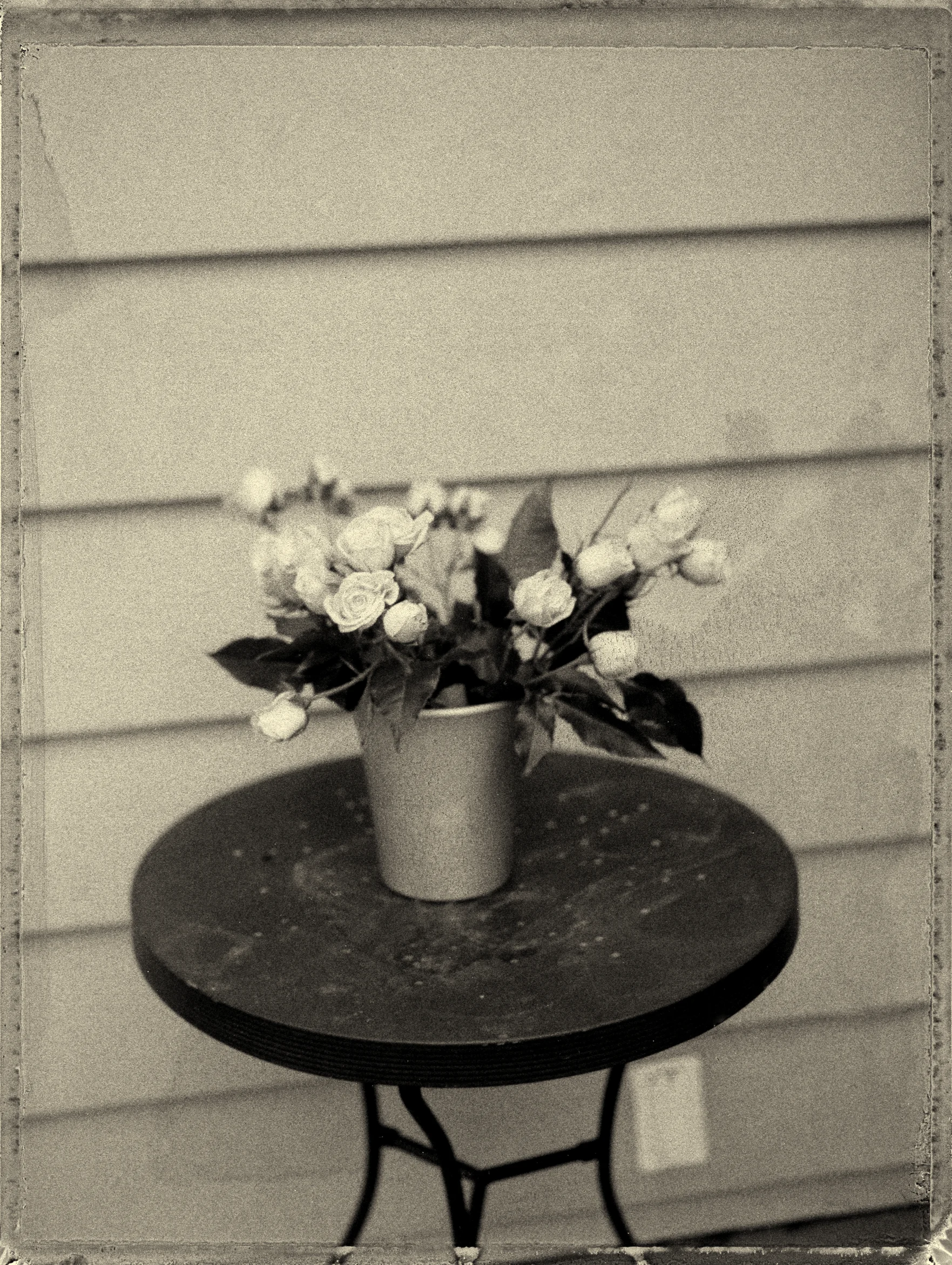 roses2.jpg