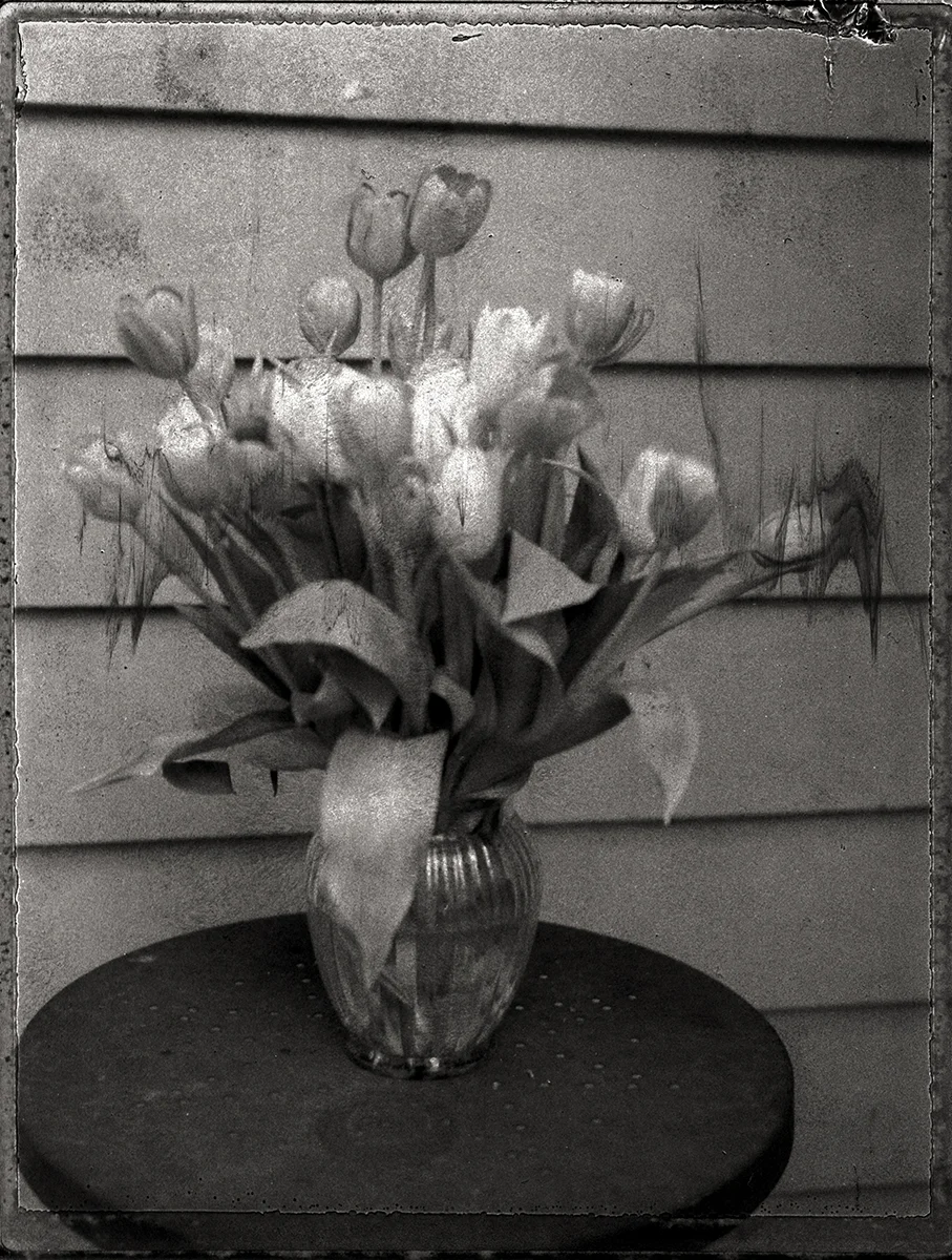 tulips3.jpg