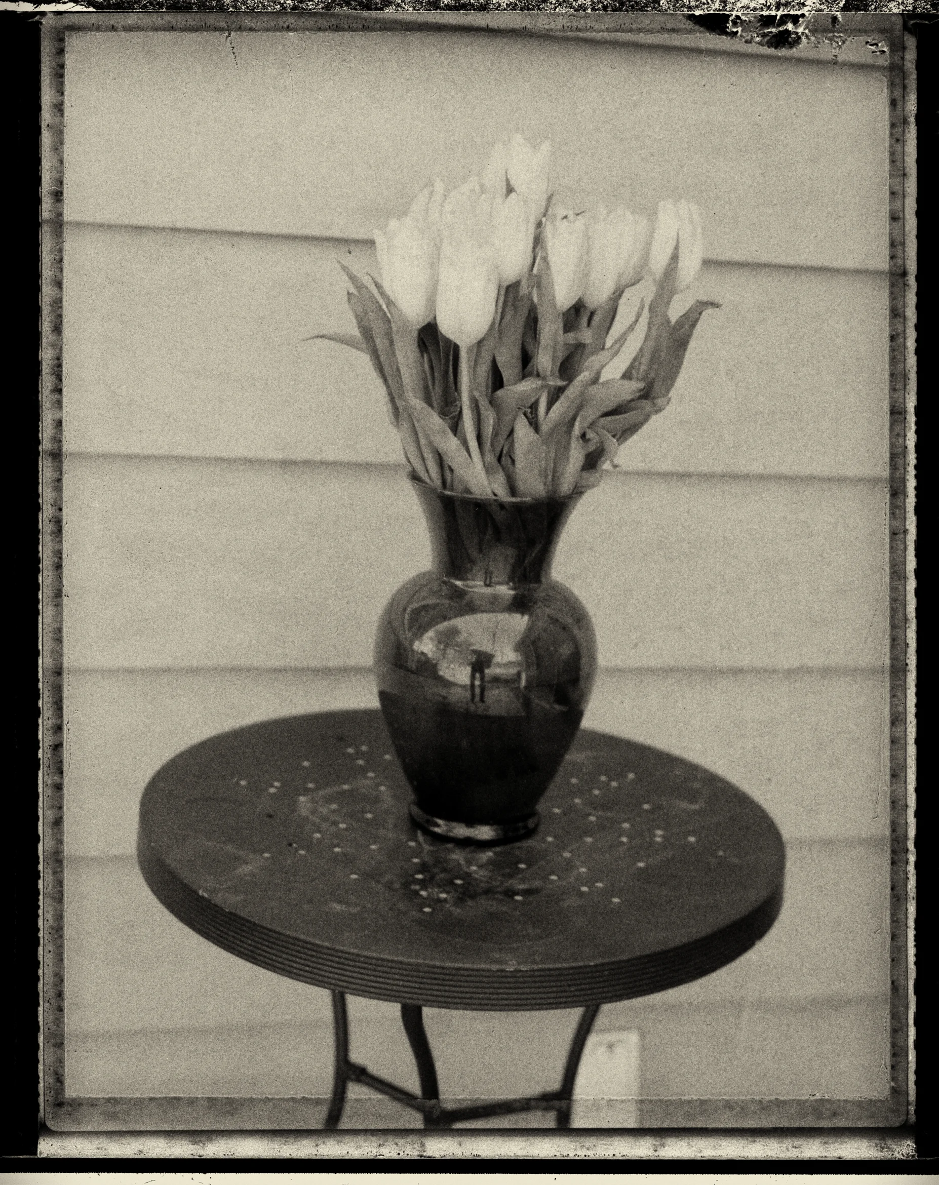 tulips2.jpg