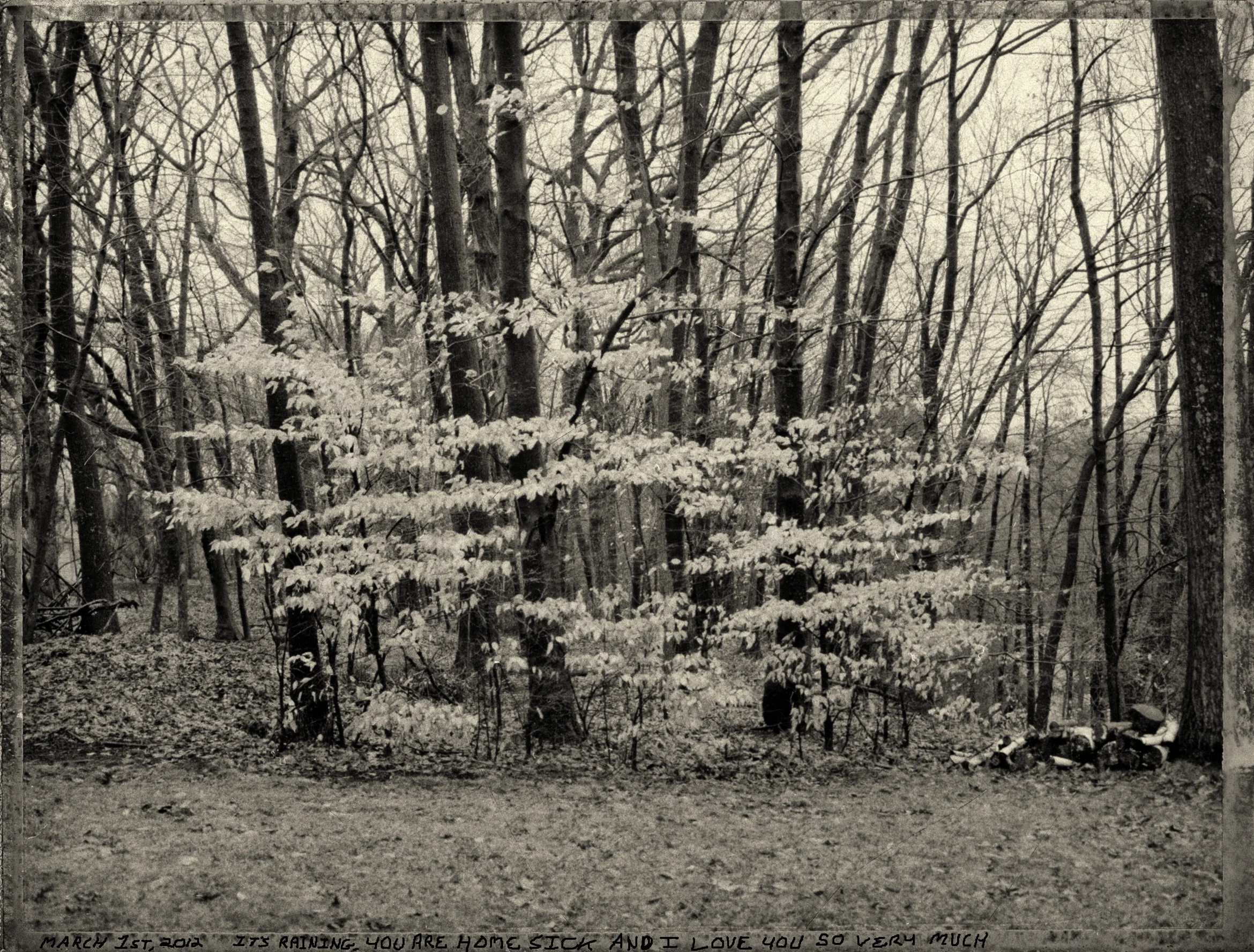 woods copy.jpg
