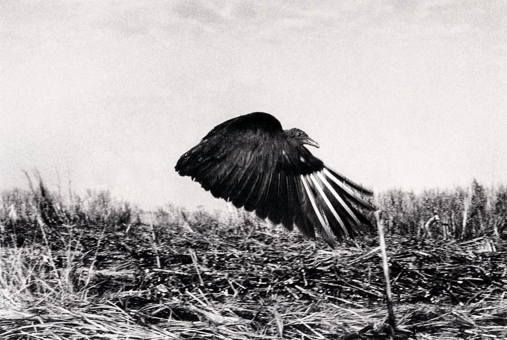 Paisajes de Azucar (1995)