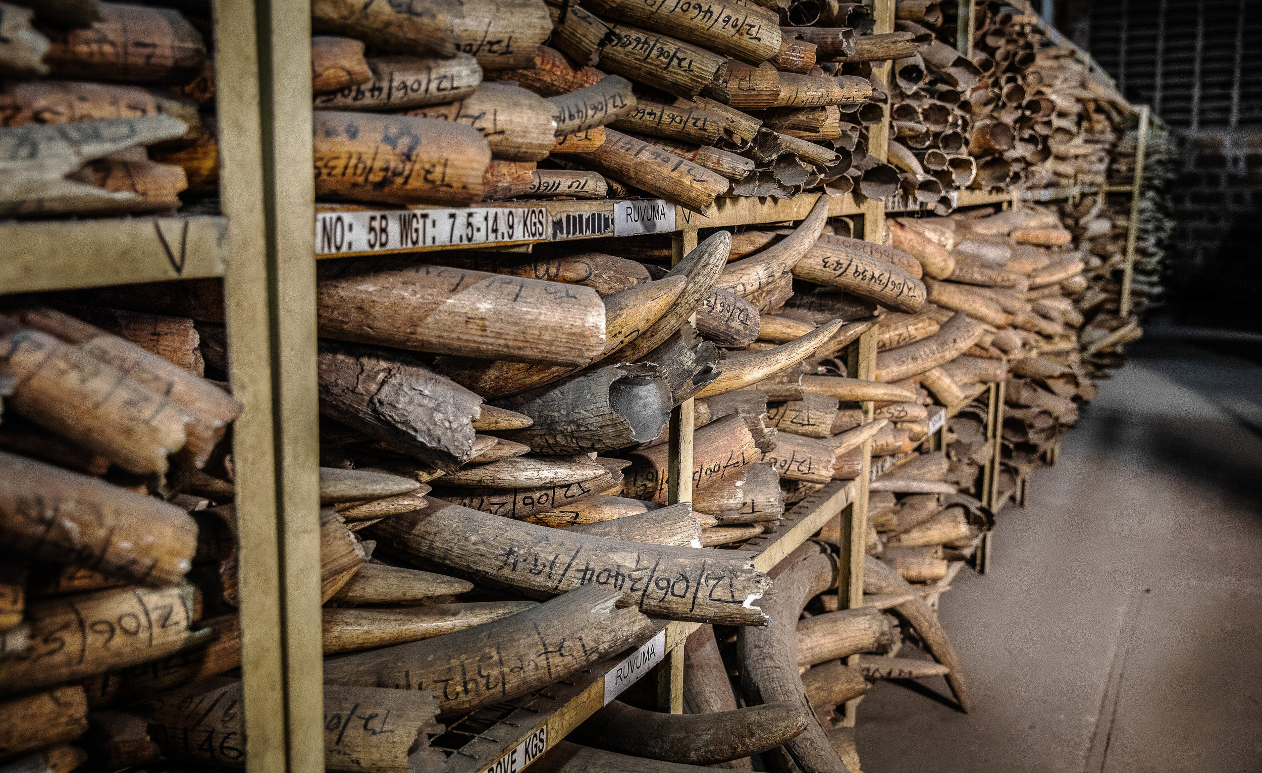 Confiscated Ivory, Dar Es Salaam, Tanzania, 2018
