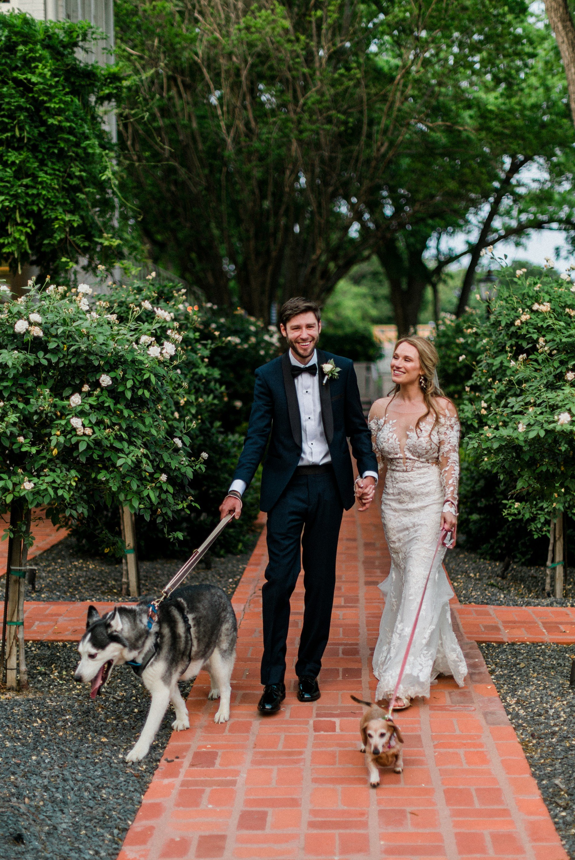 dogs on wedding day