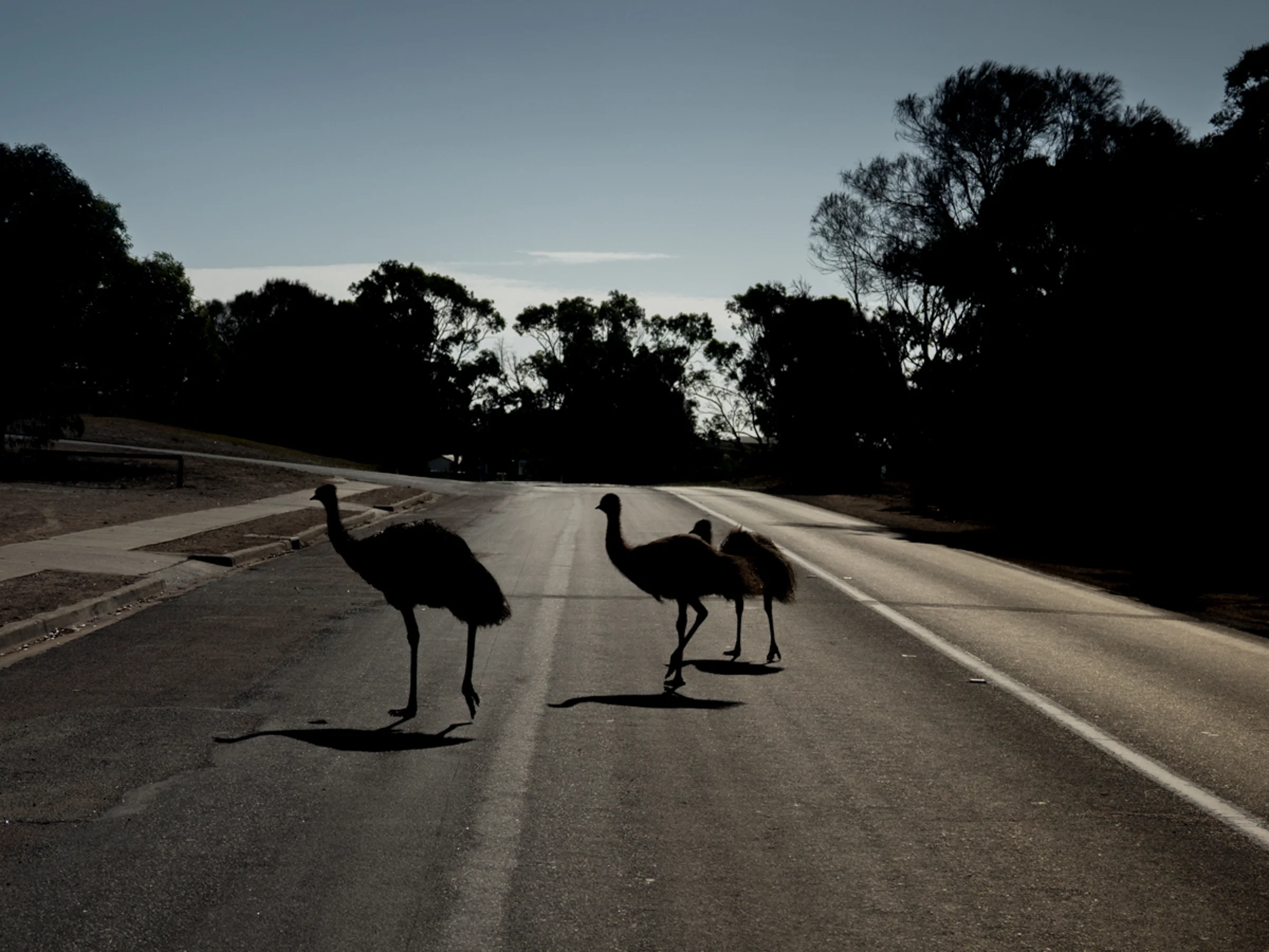 Coffin Bay, emus