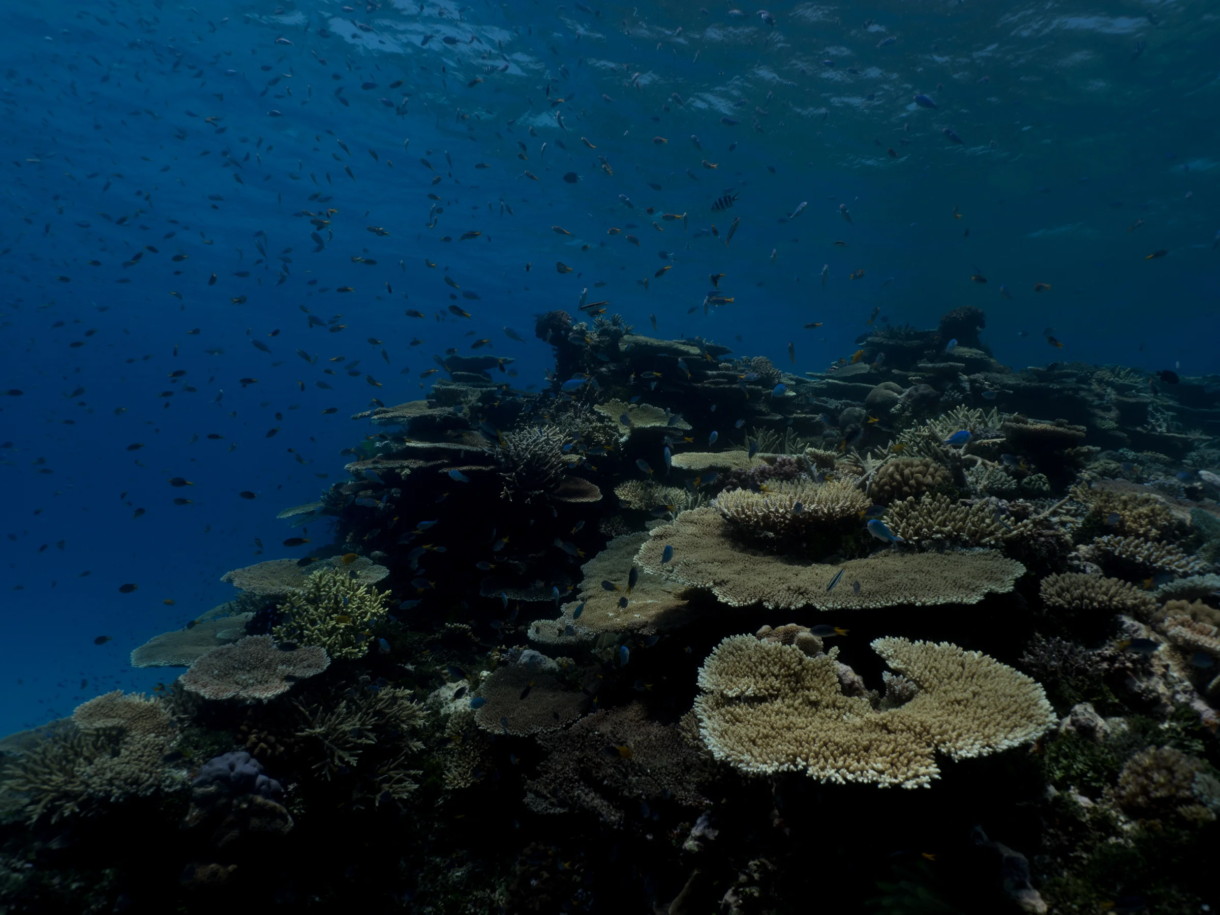 Underwater Snowstorm - The beginnings of life on the reef