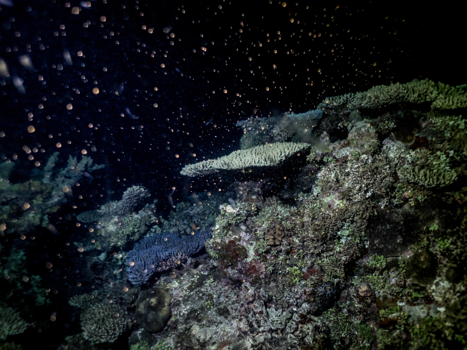 National Geographic Magazine | Coral spawning