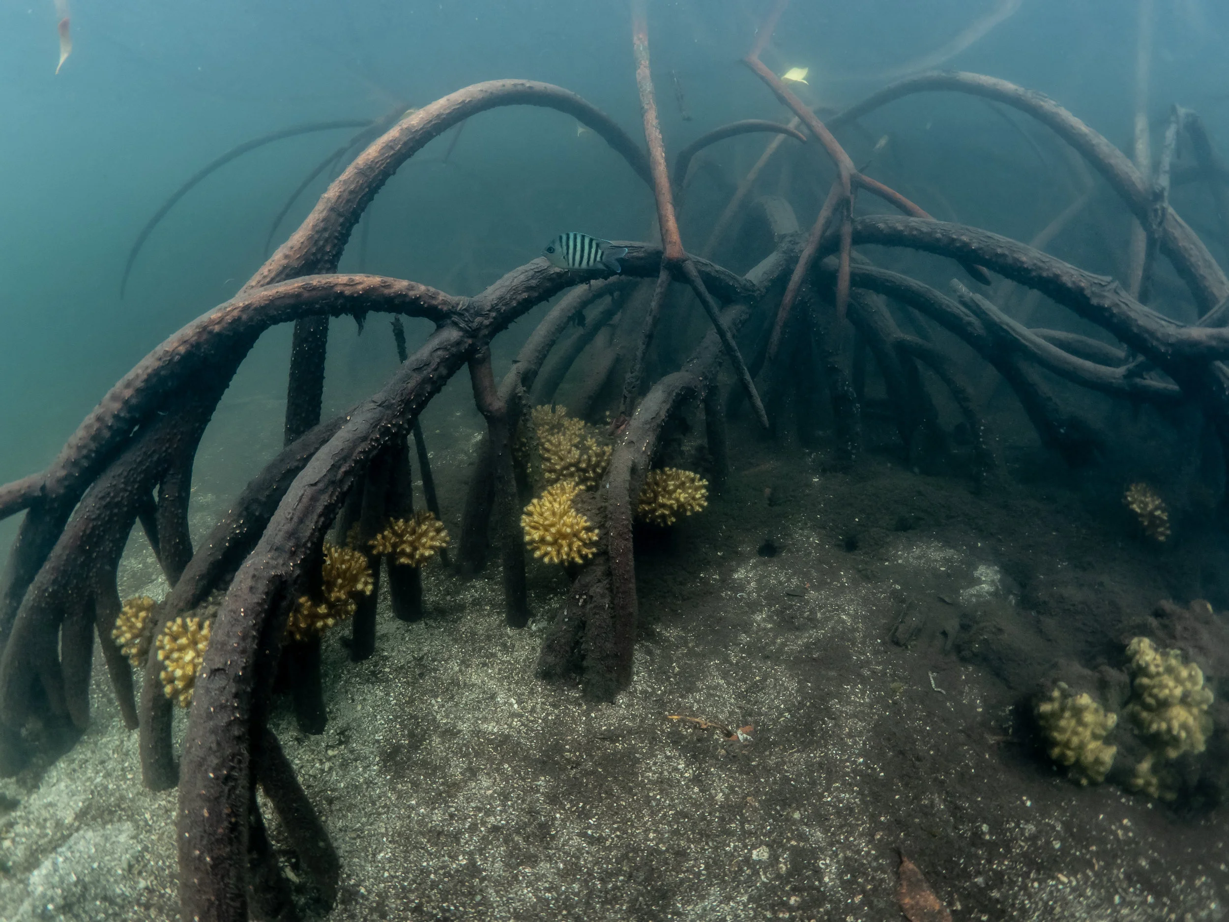 Pocillopora damicornis coral thriving in the mangroves at Low Isles Great Barrier Reef Australia / Michaela Skovranova National Geographic