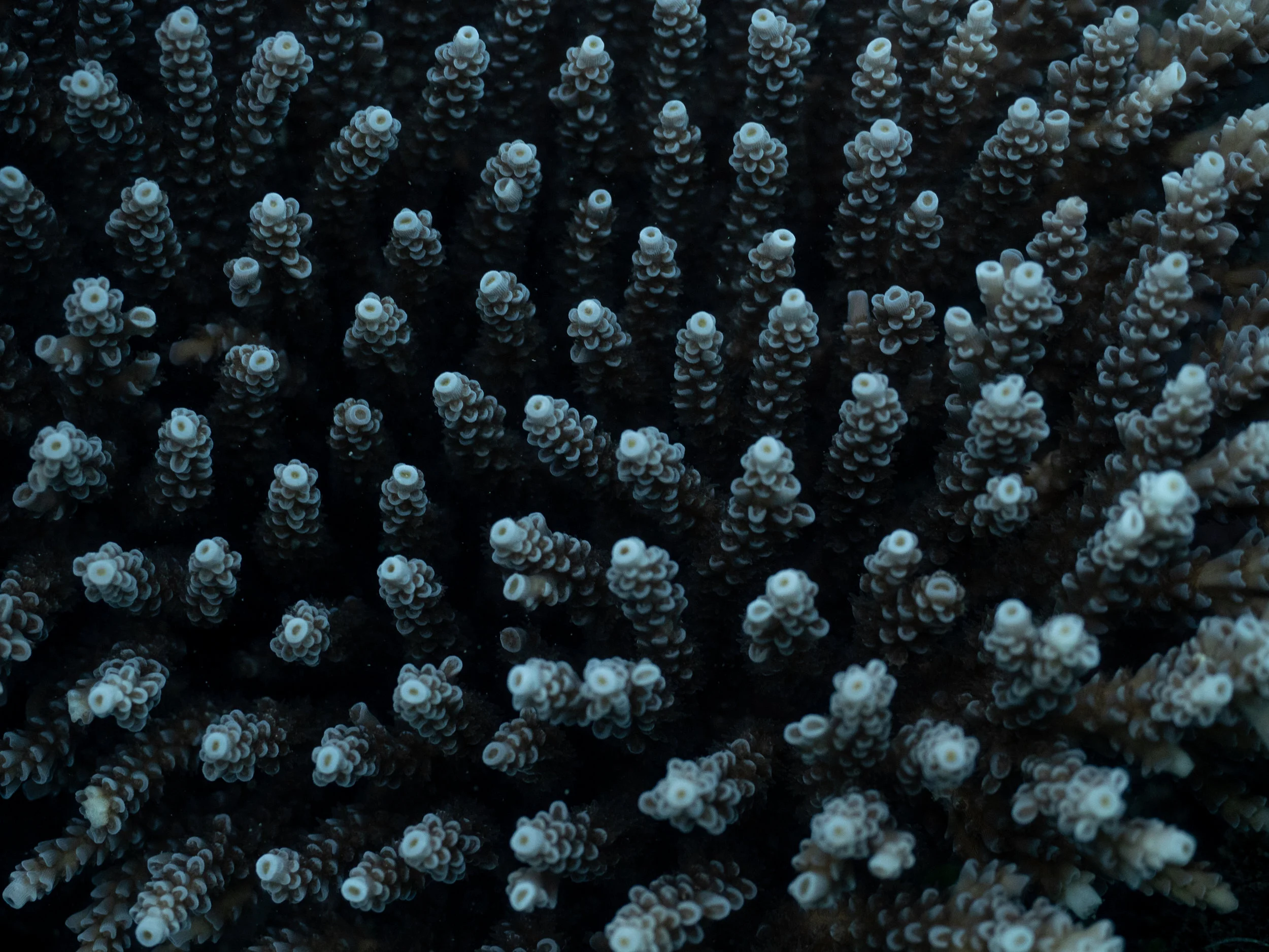 Future Reefs Project