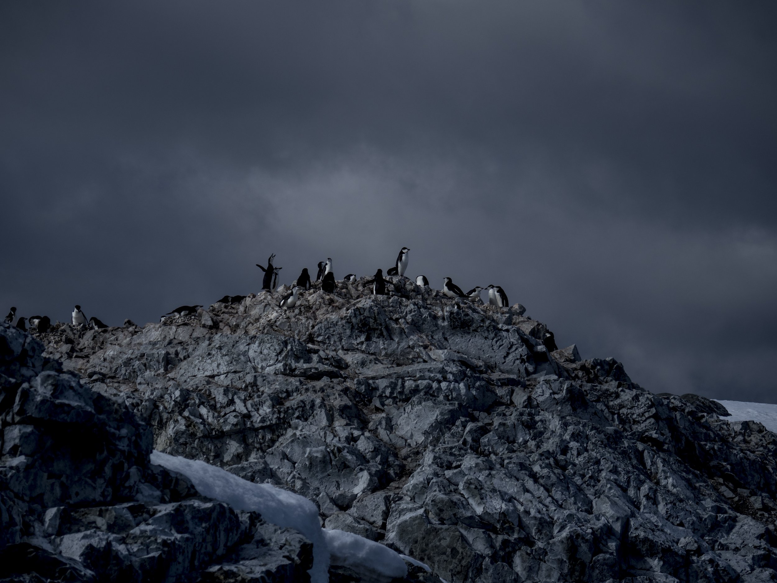  Antarctica / Chinstrap Penguins are very social and gather in massive colonies on shore, sometimes with over 100,000 pairs of adults. They generally monogamous and they returning to the same mate every year forming a strong bond to their mate throug