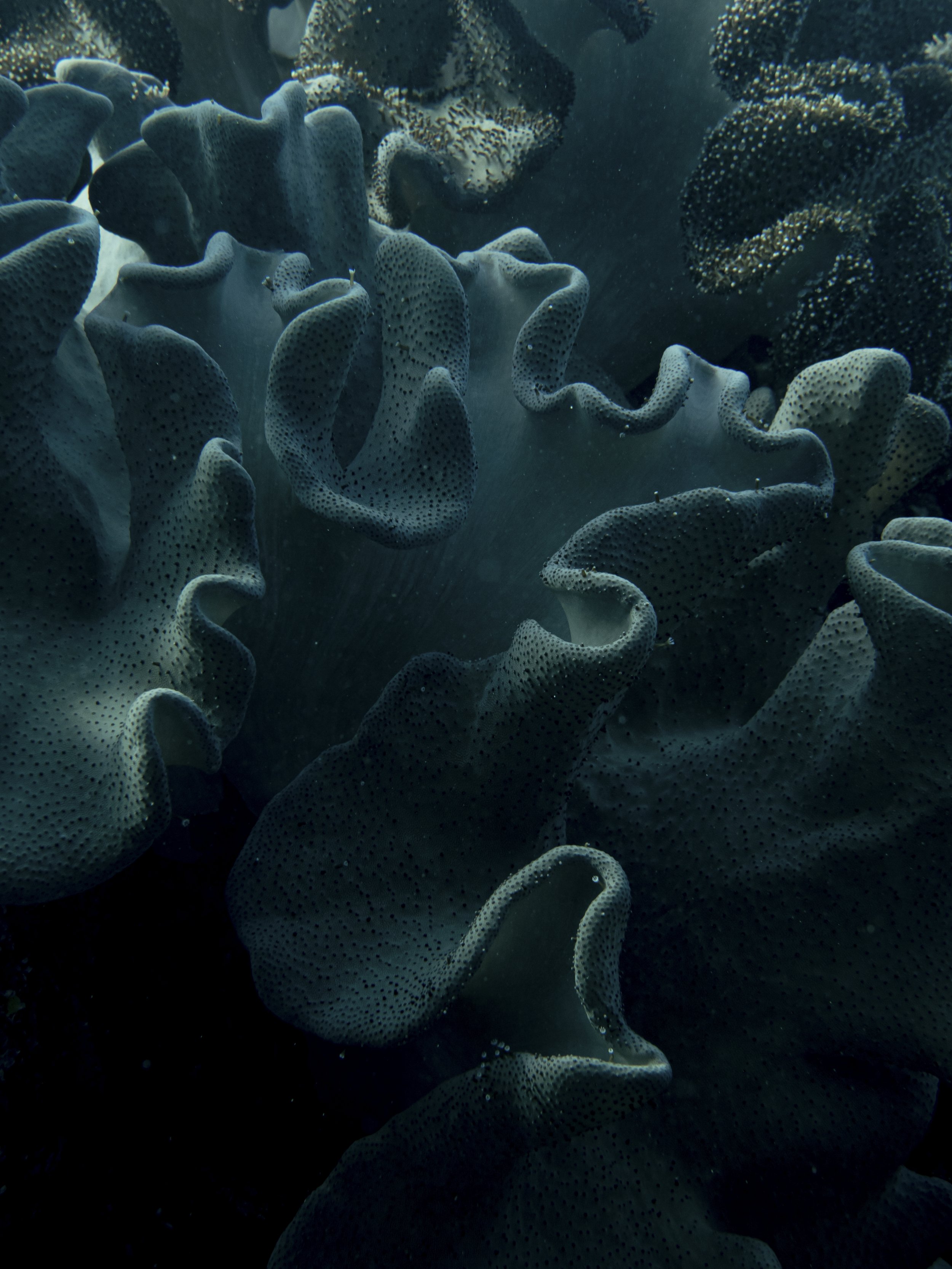 National Geographic Magazine |  Future Reefs
