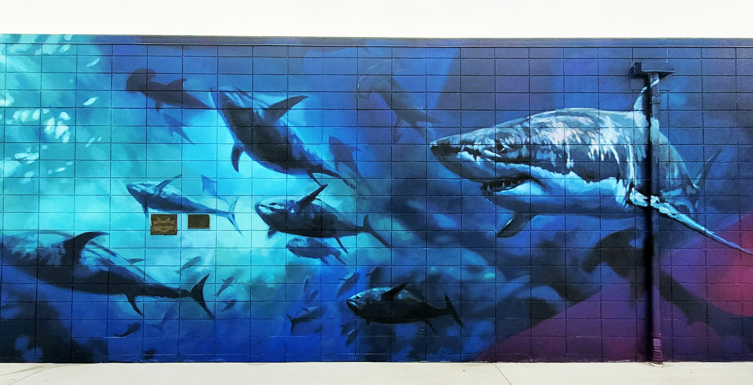 Shark Fort macleod pool mural.jpg