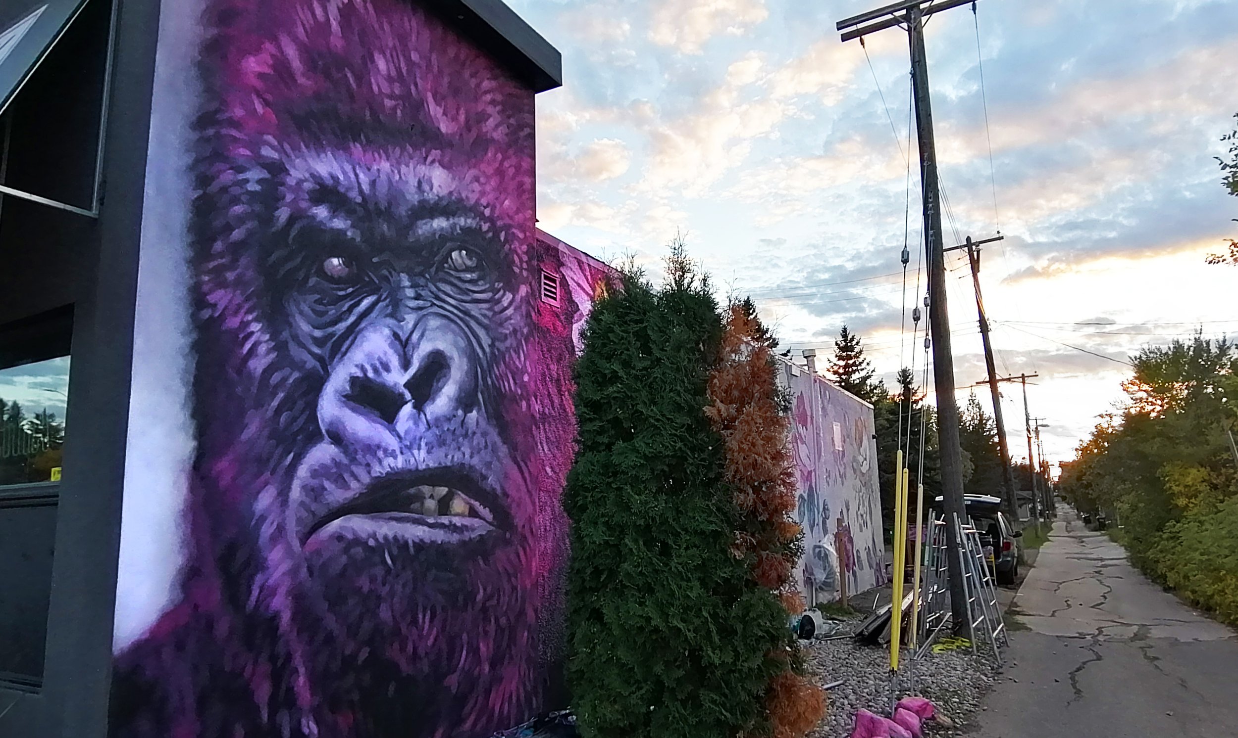pink gorilla 3.jpg