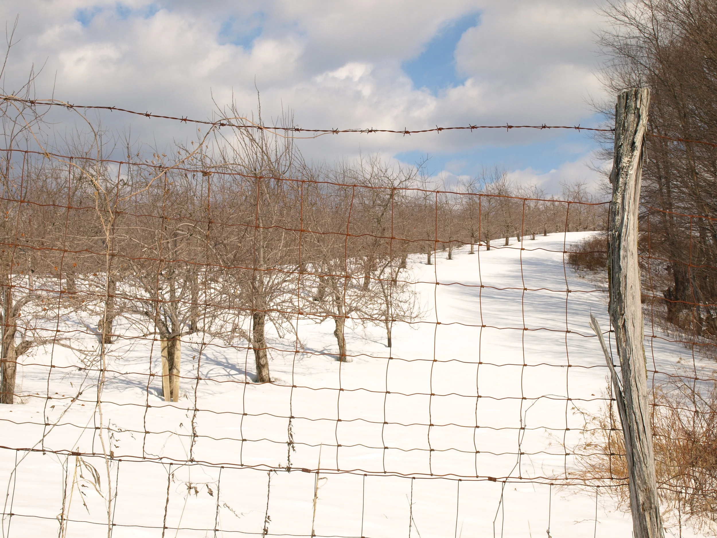 mountainorchard.jpg