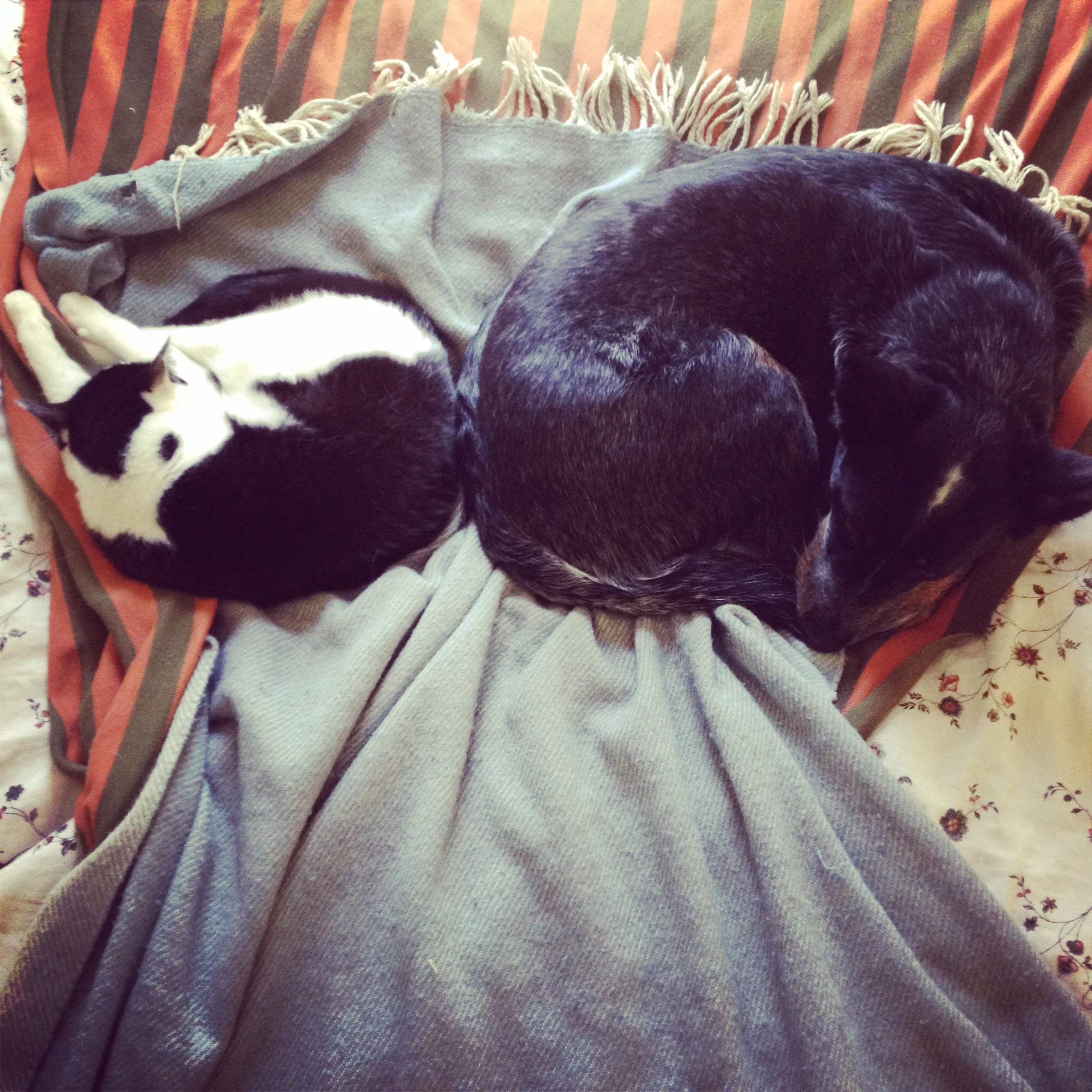 catanddog.jpg
