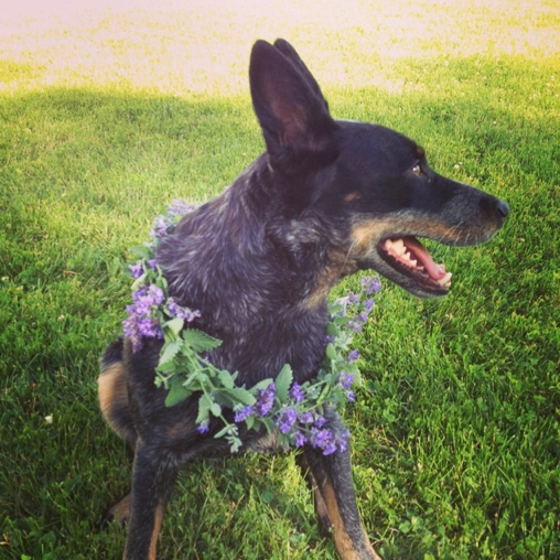 Turned out a little too big for Radio to wear on his head, but a midsummer wreath nonetheless.