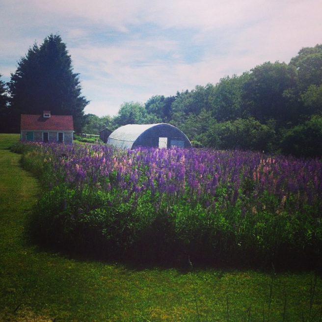 And it wouldn't be Midsummer with Lupins.