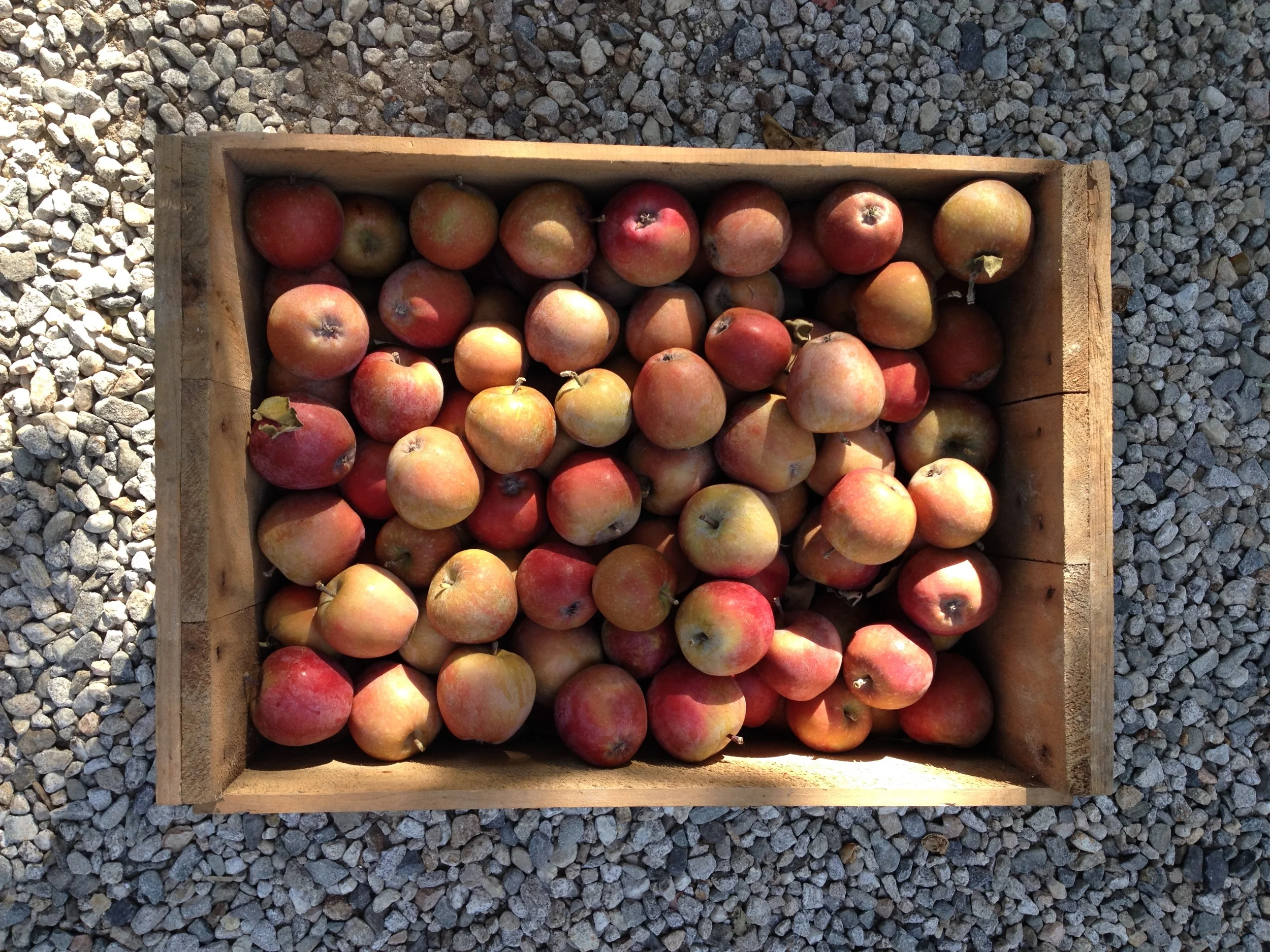 busheloapples.jpg