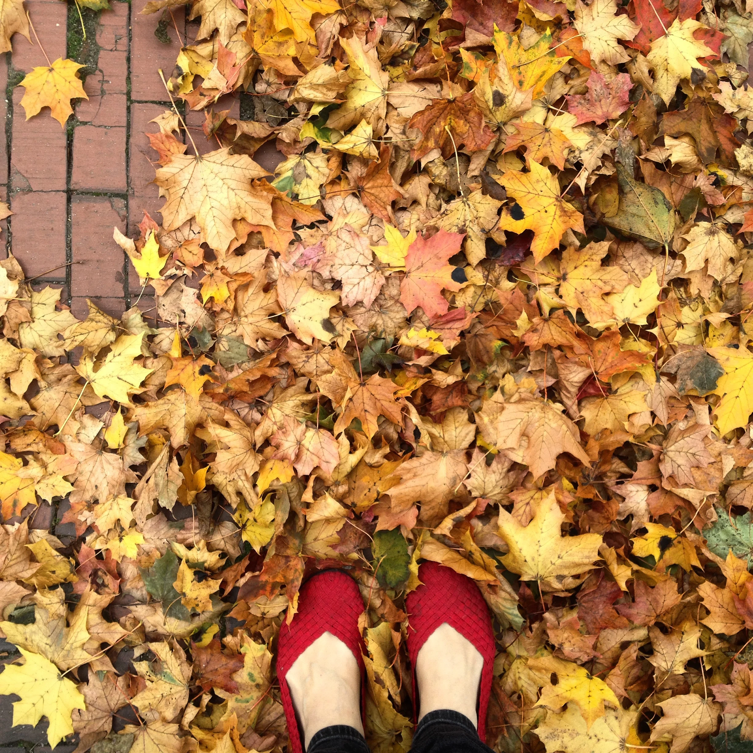 fallleaves.jpg