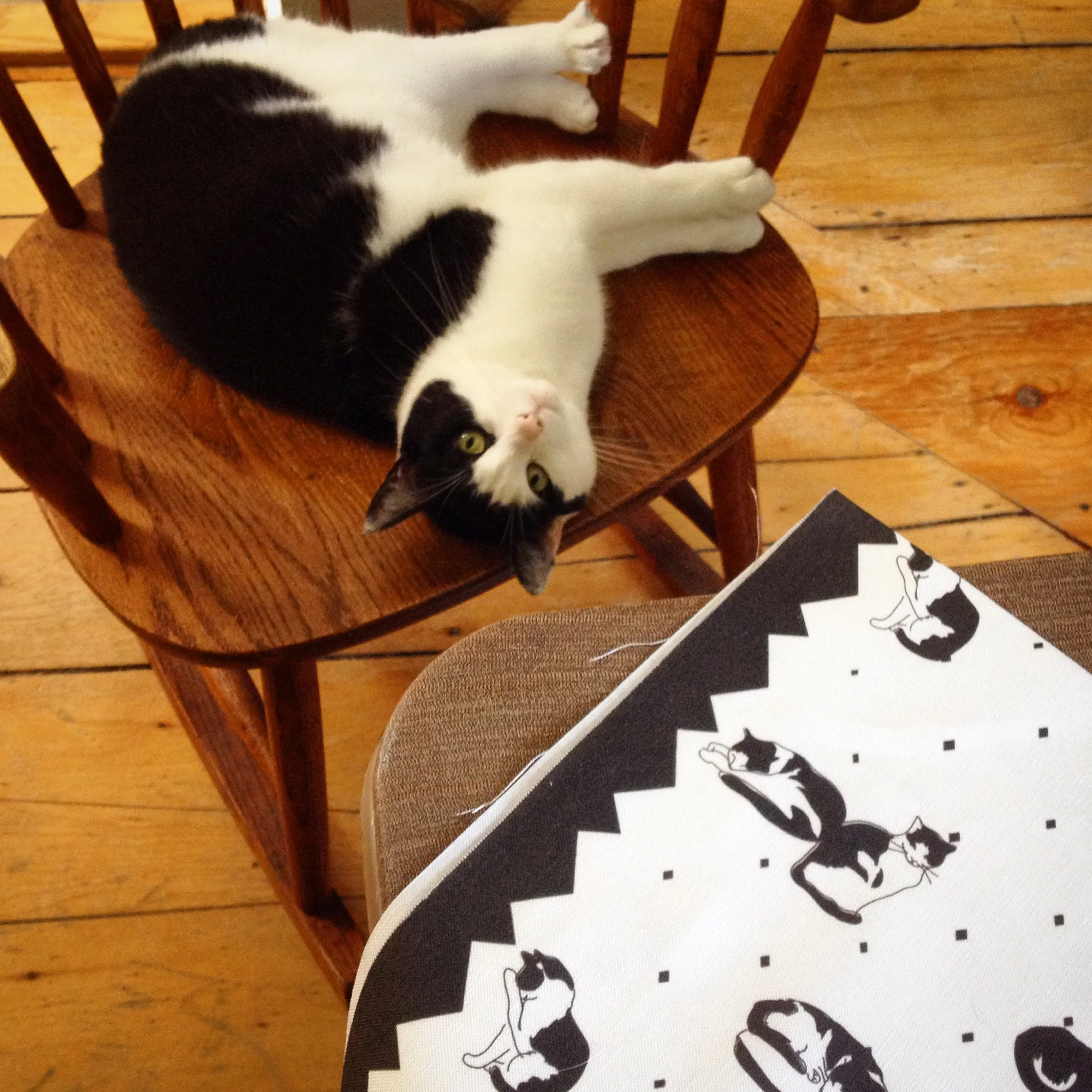 catteatowel.jpg