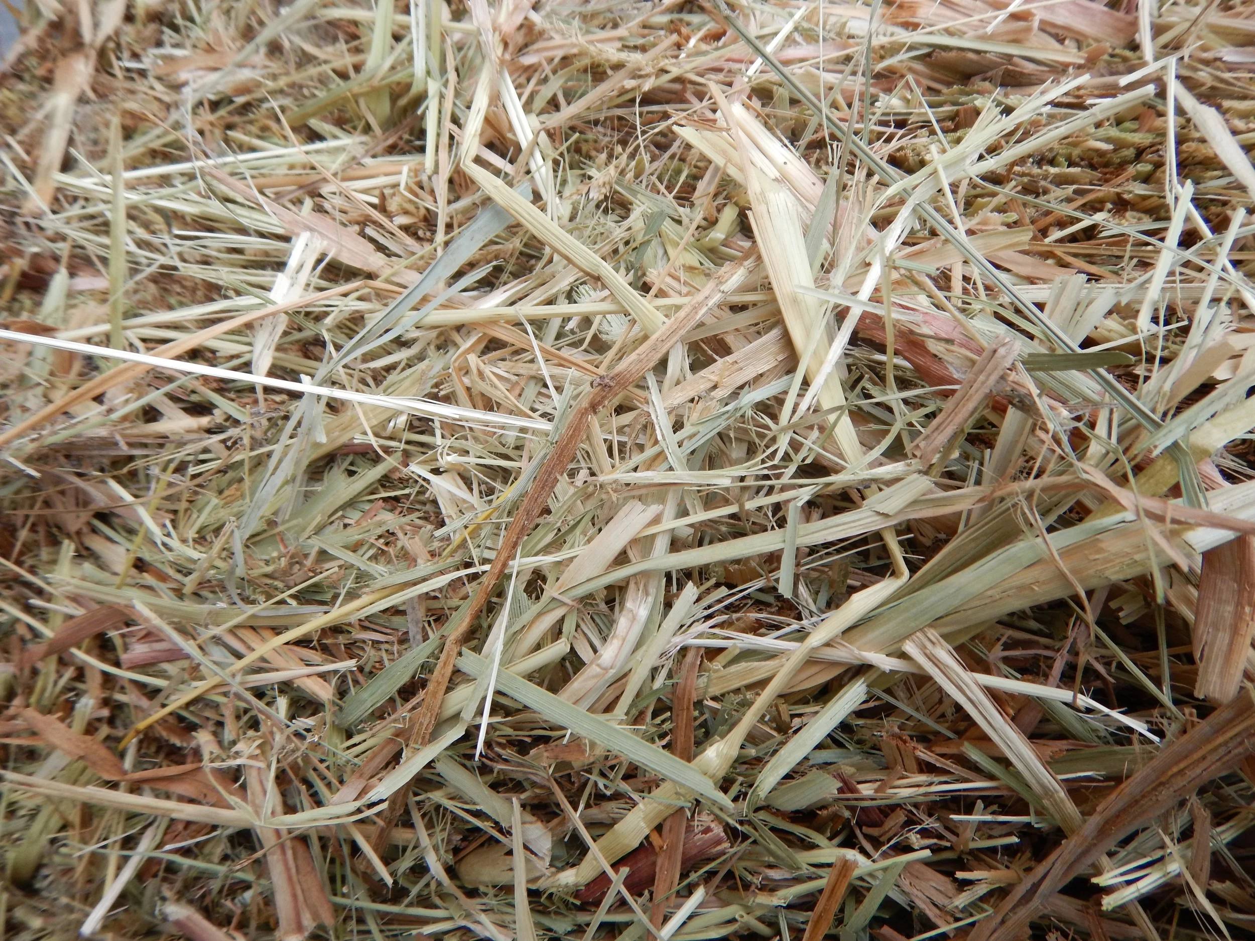Coarse hay.