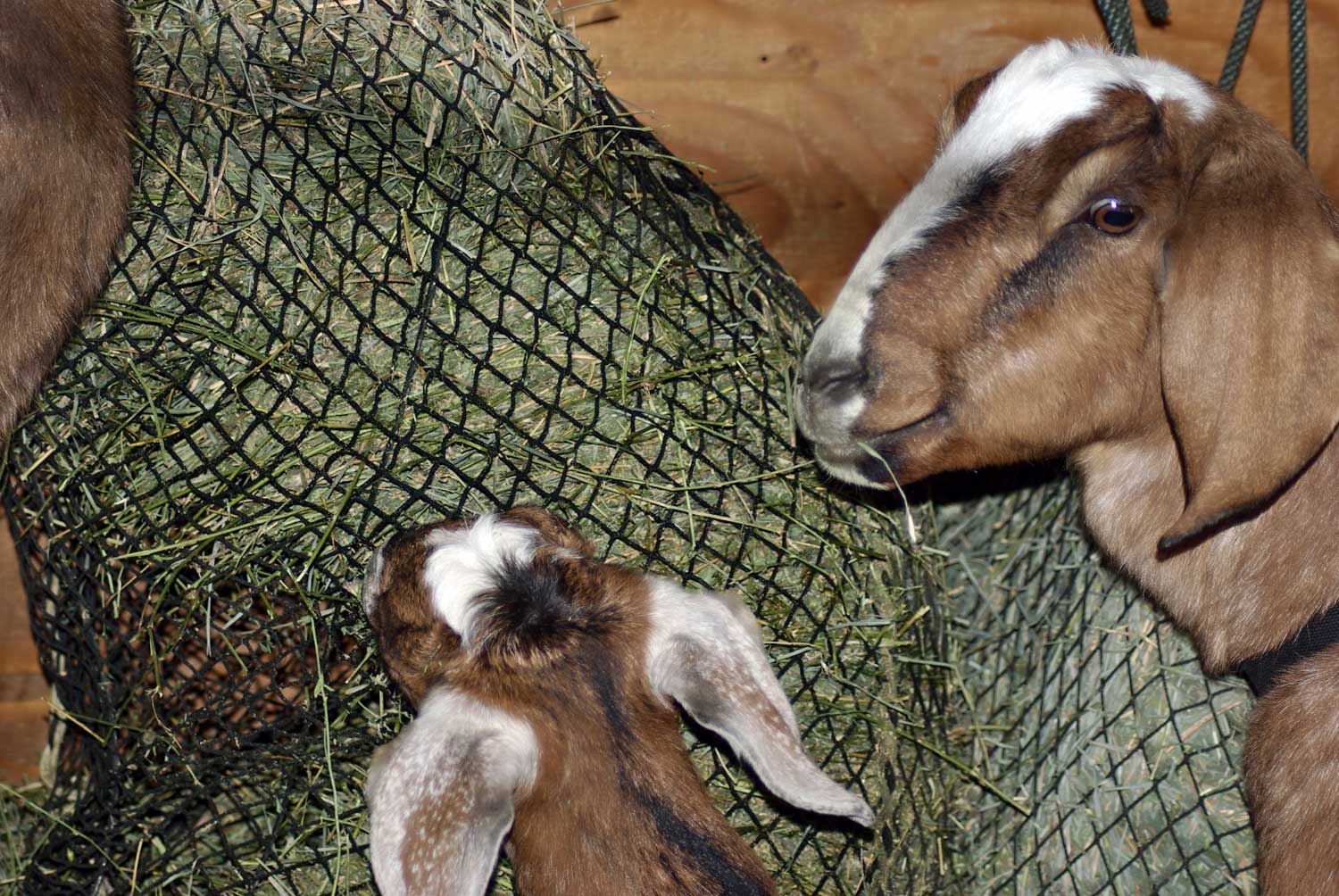 mama-and-baby-goat.jpg