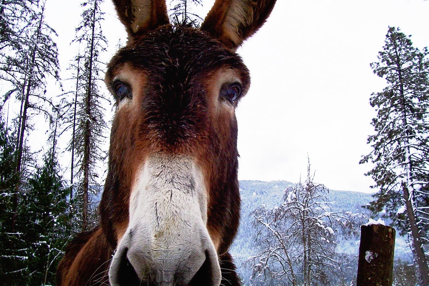 winter-donkey.jpg