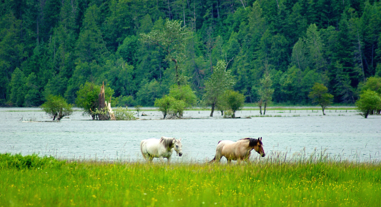 grazing-by-the-river-header-new.jpg